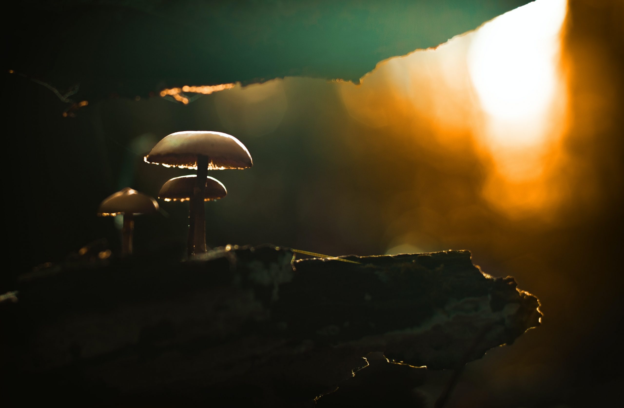 Mushroompus